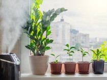 Udara Lembap di Musim Hujan, Jangan Sembarangan Gunakan Humidifier di Rumah!