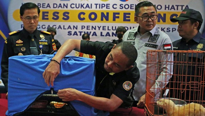 Ini Aktor Bollywood yang Dibekuk Gegara Selundupkan Cenderawasih Petugas menggiring tersangka penyelundupan satwa langka Raama Mehra (tengah), aktor sekaligus produser film Bollywood saat rilis di Kantor Bea Cukai Bandara Soekarno Hatta, Tangerang, Banten, Kamis (4/7/2024). Bea Cukai berhasil menggagalkan penyelundupan satwa langka berupa dua ekor Burung Cendrawasih dan Berang-berang yang akan diselundupkan ke India. ANTARA FOTO/Muhammad Iqbal/wpa.