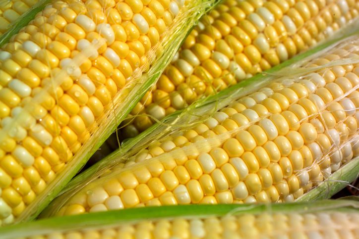 mitos mengonsumsi jagung manis