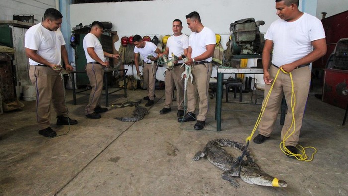 Crocodiles captured outside their habitat are pictured at a fire station, after the El Carpintero lagoon overflowed its banks due to heavy rains caused by remnants of the storm Chris, in Tampico, Mexico July 3, 2024. REUTERS/Stringer