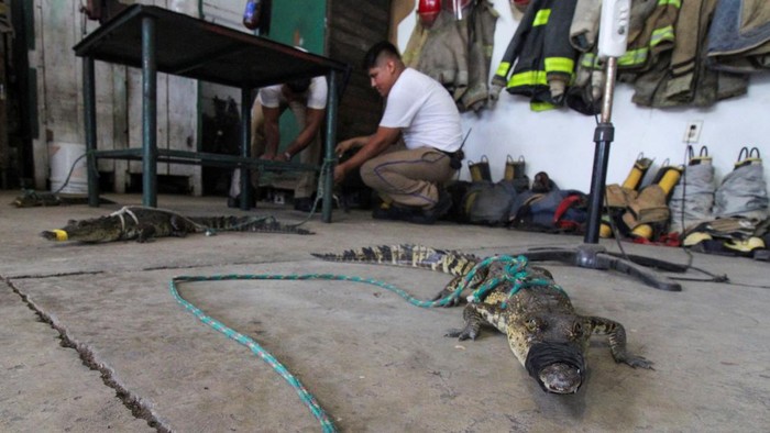 Ngeri, Warga Meksiko Dihantui Serangan Buaya yang Terseret Banjir Crocodiles captured outside their habitat are pictured at a fire station, after the El Carpintero lagoon overflowed its banks due to heavy rains caused by remnants of the storm Chris, in Tampico, Mexico July 3, 2024. REUTERS/Stringer