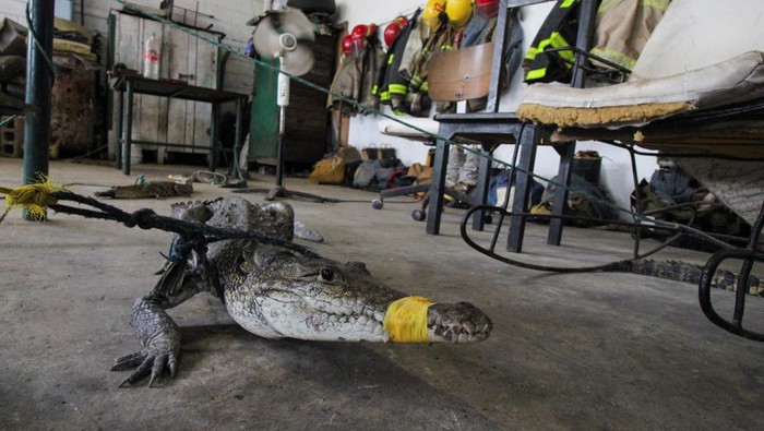Crocodiles captured outside their habitat are pictured at a fire station, after the El Carpintero lagoon overflowed its banks due to heavy rains caused by remnants of the storm Chris, in Tampico, Mexico July 3, 2024. REUTERS/Stringer