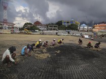 Stadion Gelora Kie Raha Ternate Mulai Ditanam Rumput Standar FIFA