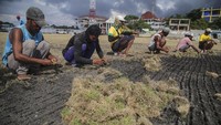Penanaman rumput baru jenis zoysia matrella yang didatangkan dari Jawa itu sesuai standar FIFA, sementara progres renovasi stadion yang akan digunakan untuk pertandingan Liga 1 2024-2025 tersebut telah mencapai 70 persen dan ditargetkan selesai pada Agustus 2024.