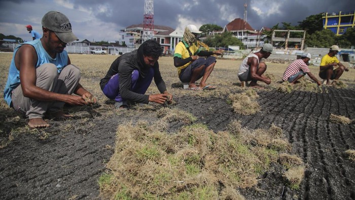 Penanaman Rumput Stadion Gelora Kie Raha Ternate Sejumlah pekerja menanam rumput di lapangan Stadion Gelora Kie Raha Ternate, Maluku Utara, Kamis (4/7/2024). Penanaman rumput baru jenis zoysia matrella yang didatangkan dari Jawa itu sesuai standar FIFA, sementara progres renovasi stadion yang akan digunakan untuk pertandingan Liga 1 2024-2025 tersebut telah mencapai 70 persen dan ditargetkan selesai pada Agustus 2024. ANTARA FOTO/Andri Saputra/tom.