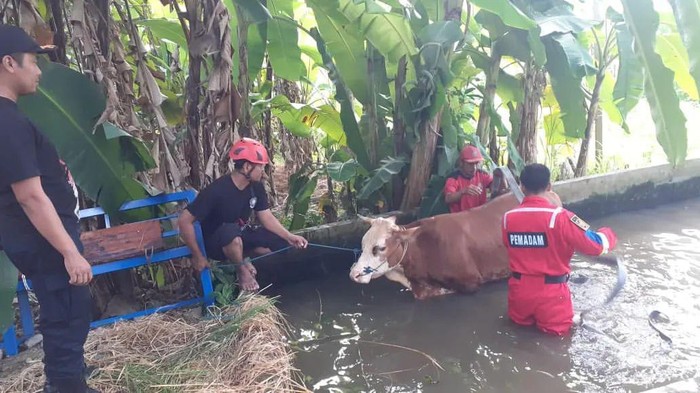 Personel Damkar Kulon Progo mengevakuasi sapi tercebur kolam di Nanggulan, Kulon Progo, Rabu (3/7/2024) siang.
