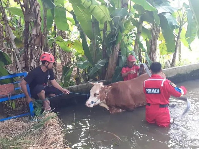 Personel Damkar Kulon Progo mengevakuasi sapi tercebur kolam di Nanggulan, Kulon Progo, Rabu (3/7/2024) siang.