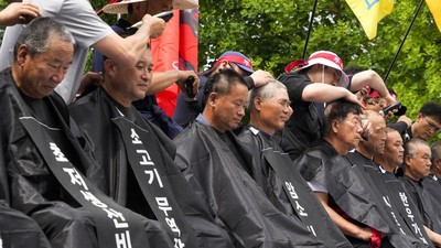 Peternak Korsel Kompak Cukur Rambut, Protes Harga Pakan Ternak