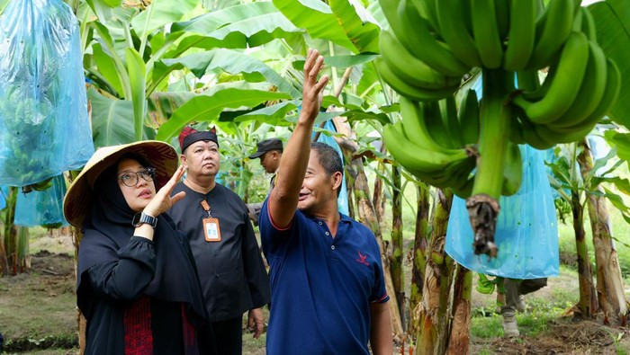 Pisang cavendish Banyuwangi