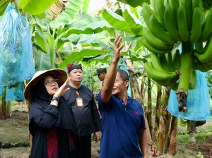 Petani Banyuwangi Raup Cuan Puluhan Juta Rupiah dari Pisang Cavendish