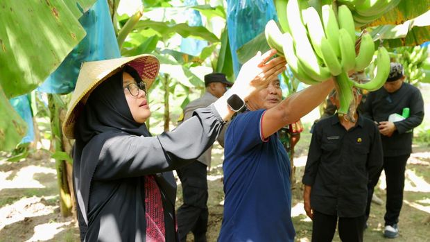 Pisang cavendish Banyuwangi