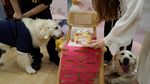 Potret Pernikahan Anjing di China, Ada Akte Nikahnya