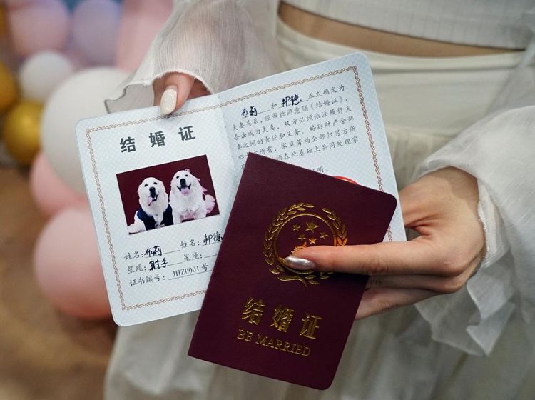Potret Pernikahan Anjing di China, Ada Akte Nikahnya