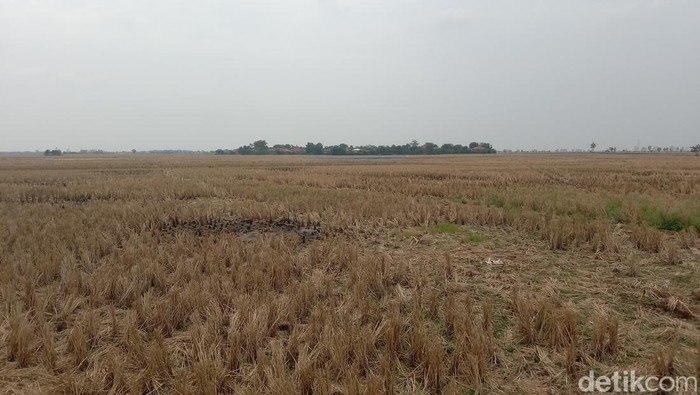 Potret persawahan yang masih kering di Blok Darim Kecamatan Losarang, Kabupaten Indramayu akibat minim pasokan air