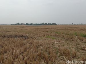 Ancaman Gagal Tanam Hantui Petani di Pegagan Indramayu