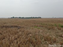 Ancaman Gagal Tanam Hantui Petani di Pegagan Indramayu