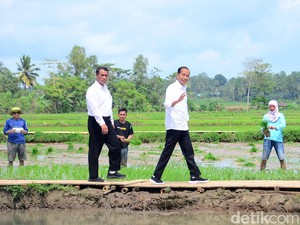 Strategi Jokowi Dongkrak Produksi Pangan Sulsel Agar Jadi Penyuplai IKN