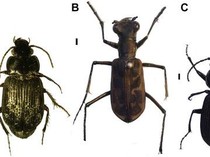 Perjalanan Meneliti 2 Keluarga Kumbang di Gunung Bawakaraeng