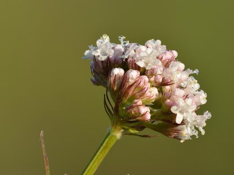 Valerian. (Wikipedia)