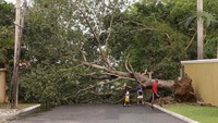 Badai Beryl bergolak dan menyapu wilayah Jamaika. Badai itu menumbangkan pepohonan, merobohkan atap, dan menghancurkan lahan pertanian. (AP Photo/Leo Hudson)