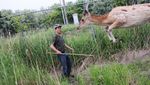 Kawanan Rusa Menguasai Pulau Anma Korea Selatan