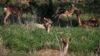 Rusa mengalami overpopulasi di sebuah desa di Pulau Anma, Korea Selatan. Banyaknya rusa tersebut menimbulkan kekhawatiran warga setempat, karena mereka menghancurkan tanaman dan merusak pohon.