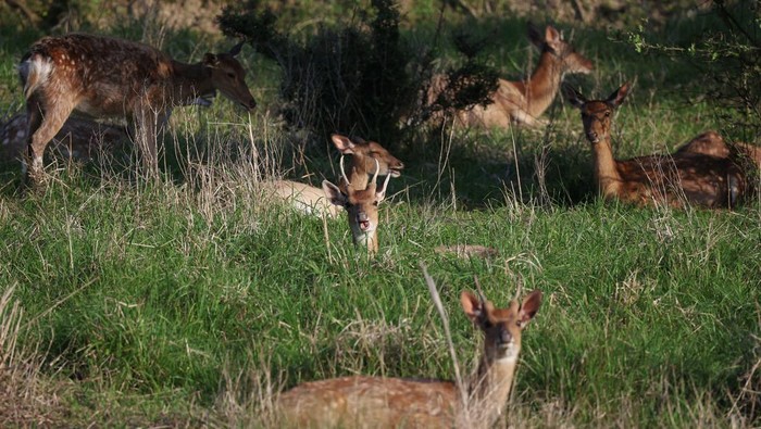 Kawanan Rusa Menguasai Pulau Anma Korea Selatan Deer roam around the town on Anma Island in Yeonggwang, South Korea, May 21, 2024. The government is weighing a petition from the villagers to designate the deer as