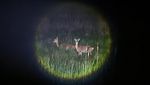 Kawanan Rusa Menguasai Pulau Anma Korea Selatan