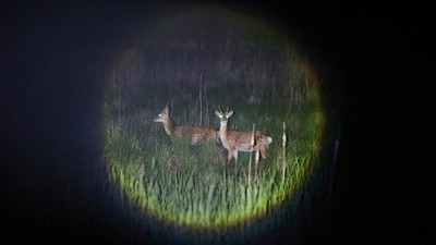 Kawanan Rusa Menguasai Pulau Anma Korea Selatan
