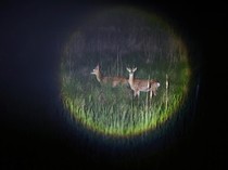 Kawanan Rusa Menguasai Pulau Anma Korea Selatan