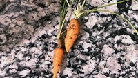 Sudah susah payah tanam aneka buah dan sayur di halaman rumah, hasil panen seorang istri ternyata sangat minim. Hanya ada dua wortel kecil seperti ini. Foto: Bored Panda