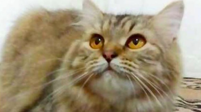 Kucing persia medium.
