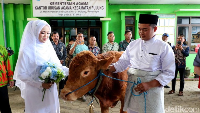 Pasangan pengantin Ponorogo menikah dengan mahar sapi Pasangan pengantin Ponorogo menikah dengan mahar sapi