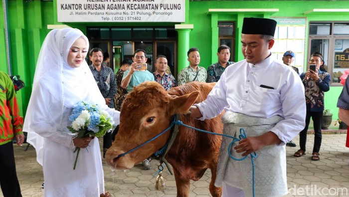 Pengantin Ponorogo dengan mahar sapi