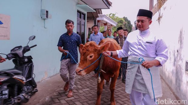Pengantin Ponorogo dengan mahar sapi