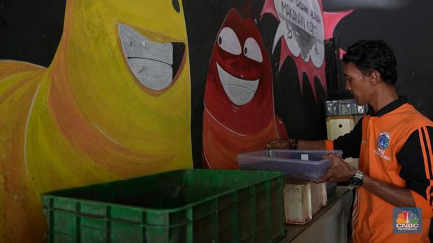 Petugas PPSU memperlihatkan ulat Maggot atau larva lalat BSF yang dibudidayakan di Kelurahan Pasar Minggu, Jakarta Selatan, Jumat (05/7/2024). (CNBC Indonesia/Muhammad Sabki)