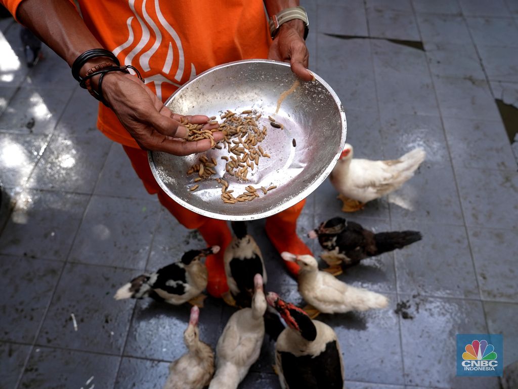 Petugas PPSU memperlihatkan ulat Maggot atau larva lalat BSF yang dibudidayakan di Kelurahan Pasar Minggu, Jakarta Selatan, Jumat (05/7/2024). (CNBC Indonesia/Muhammad Sabki)