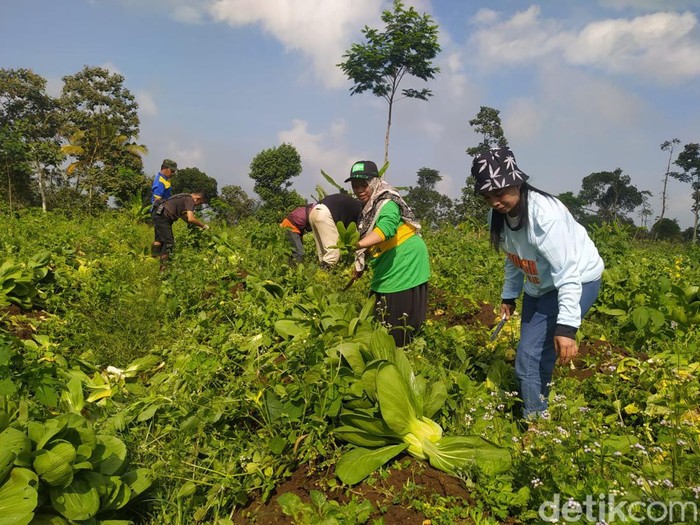 Sejumlah relawan memanen pakcoy atau sawi sendok di Grabag, Kabupaten Magelang, untuk disedekahkan, Jumat (5/7/2024).