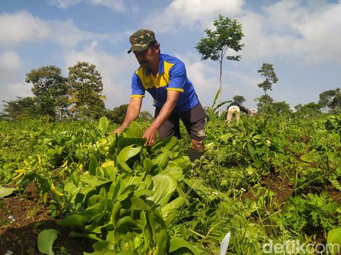 Sejumlah relawan memanen pakcoy atau sawi sendok di Grabag, Kabupaten Magelang, untuk disedekahkan, Jumat (5/7/2024).