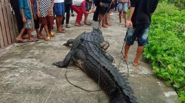 Warga di Touna, Sulteng menangkap buaya 4 meter.