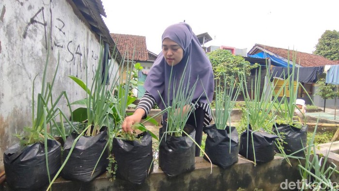 Warga Sikuraja, Kelurahan Linggasari, Ciamis sedang menanam bibit cabai rawit di polibag.