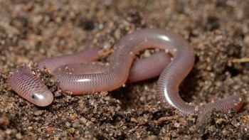 Ular brahminy blind atau ular buta brahminy adalah spesies yang bereproduksi aseksual. Ilmuwan tidak pernah menemukan pejantan pada spesies ular inFoto: Wikimedia/Will Brown