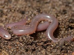 Hewan-hewan yang Bisa Punya Anak Tanpa Pejantan