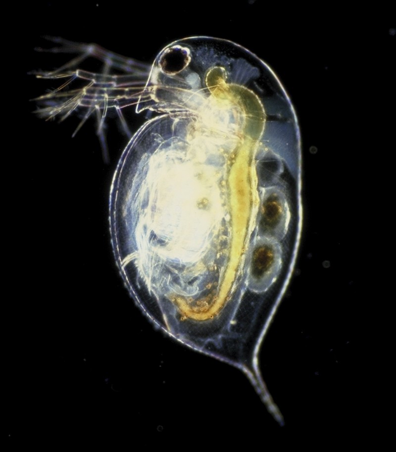 Selanjutnya, ada kutu air Daphnia pulex yang bisa menghasilkan keturunan tanpa sel dari lawan jenis.