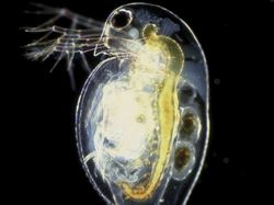 Hewan-hewan yang Bisa Punya Anak Tanpa Pejantan