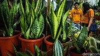 Kali ini pameran Flora dan Fauna mengusung tema Jakarta Global Hijau Mempesona.