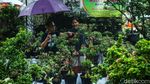Hujan Tak Surutkan Semangat Warga Kunjungi Pameran Flona 2024