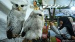 Hujan Tak Surutkan Semangat Warga Kunjungi Pameran Flona 2024