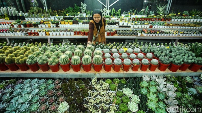Hujan Tak Surutkan Semangat Warga Kunjungi Pameran Flona 2024 Hujan mengguyur Jakarta hari ini. Meski begitu, hujan tak menyurutkan warga untuk mengunjungi pameran Flora dan Fauna (Flona) 2024 di Lapangan Banteng, Jakarta.