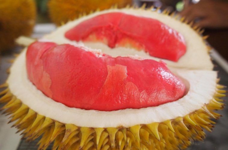 5 Jenis Durian yang Bentuknya Aneh Tapi Rasanya Nikmat